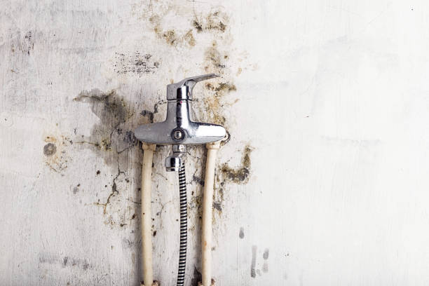 Best Localized Mold Remediation (e.g., coastal areas, humid climates) in Bethany, MO