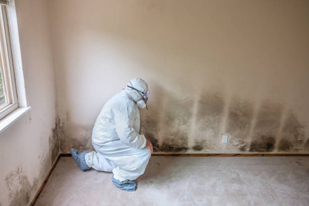 Best White Mold Remediation in Bethany, MO